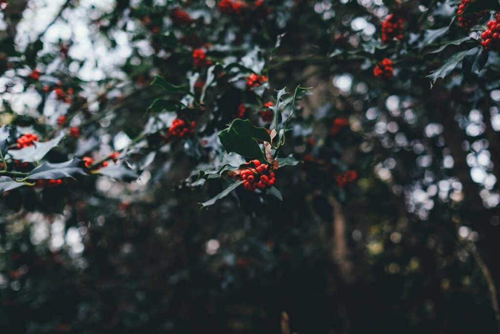 Red berries on a holly branch.